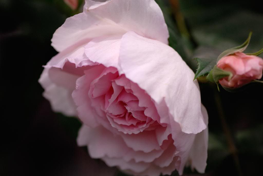 Chelsea Flower Show - Austin, The Wedgwood Rose