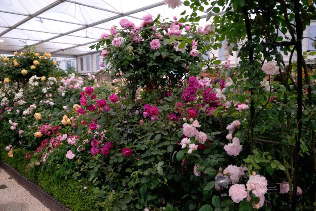 Chelsea Flower Show - Austin, walkway