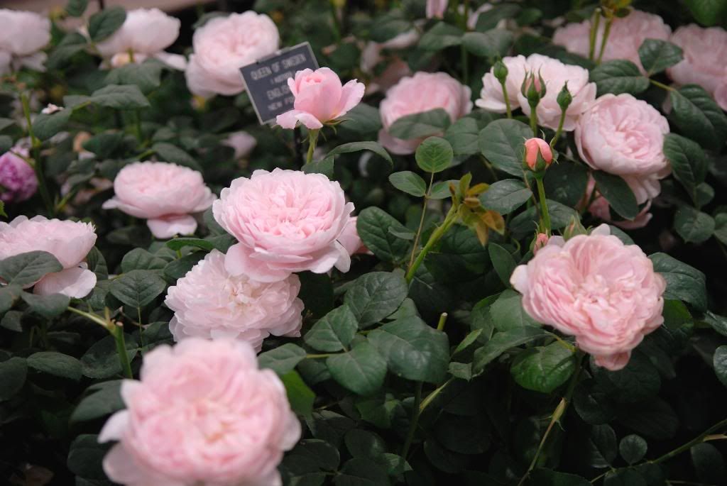 Chelsea Flower Show - Austin, Queen of Sweden