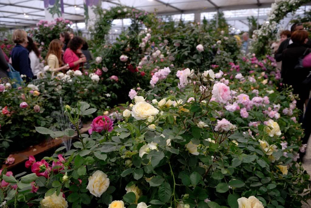 Chelsea Flower Show - Austin, rose jumble