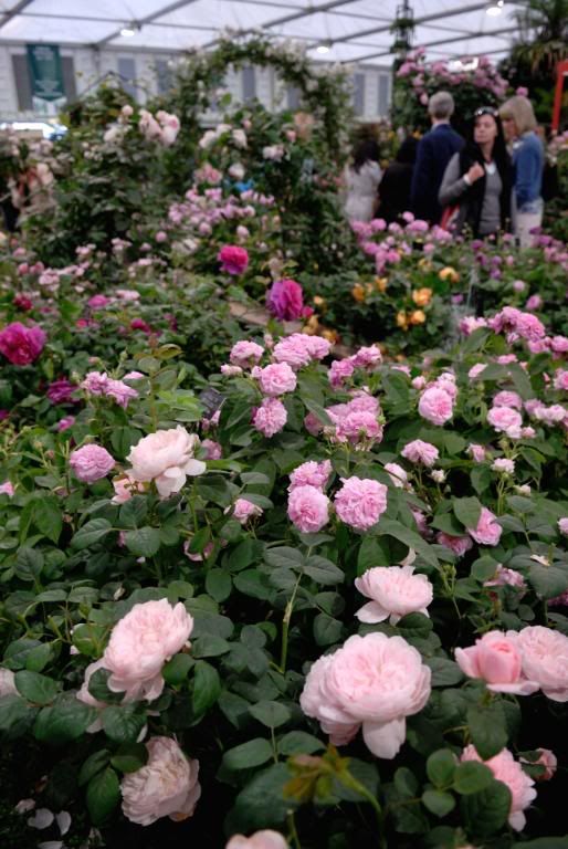 Chelsea Flower Show - Austin, rose jumble
