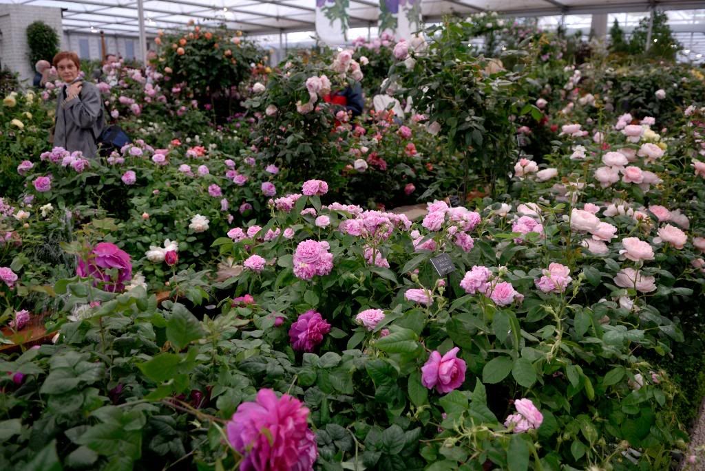 Chelsea Flower Show - Austin, rose jumble