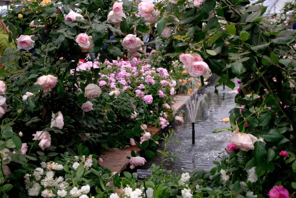 Chelsea Flower Show - Austin, arch, Wedgwood Rose