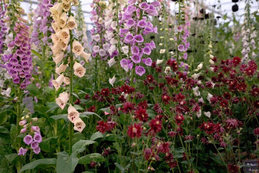 Chelsea Flower Show, Foxglove and Aquilegia