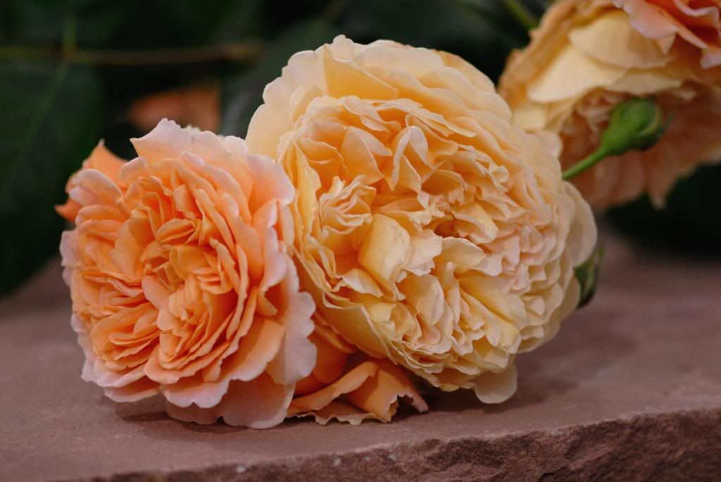 Chelsea Flower Show, Austin, CPM