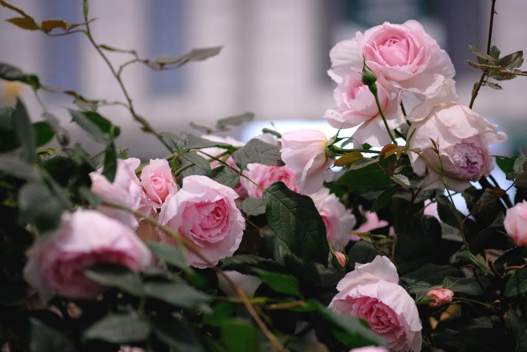 Chelsea Flower Show, Austin, The Wedgwood Rose