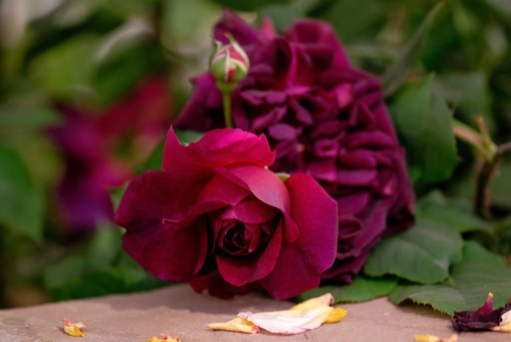 Chelsea Flower Show, Austin, Munstead Wood