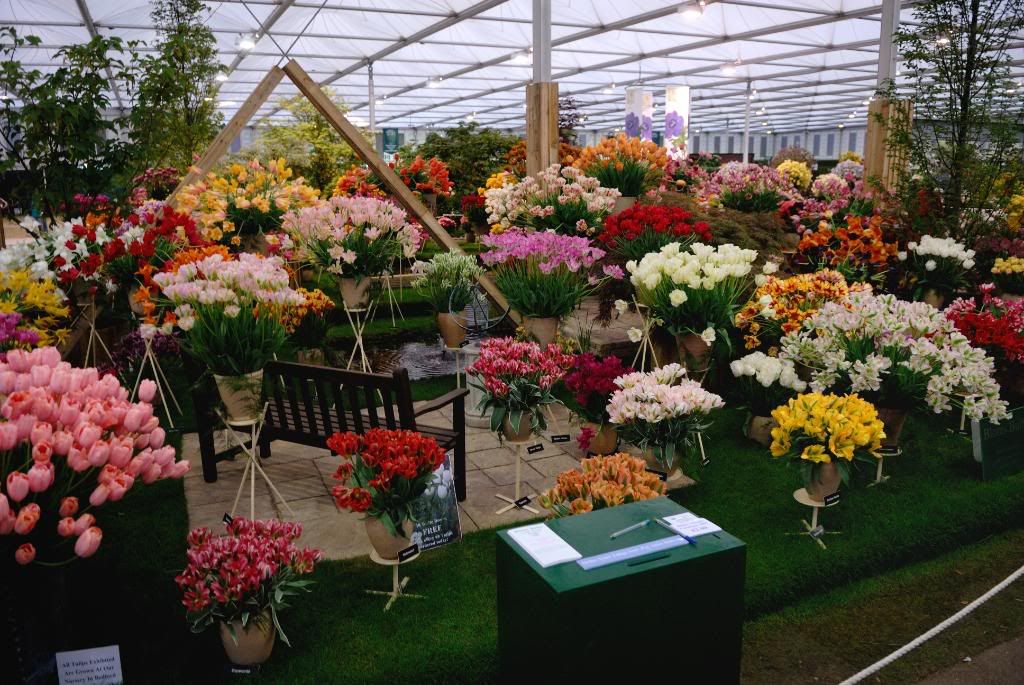 Chelsea Flower Show, tulips