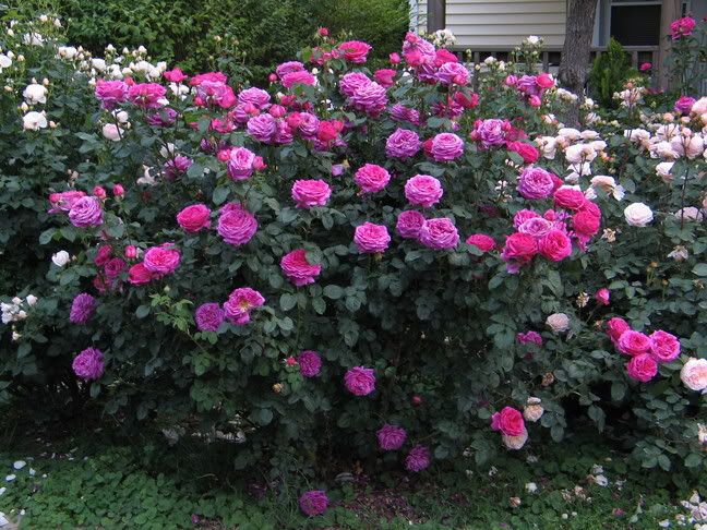 Bán Hồng ngoại các loại - Hồng leo và Hồng bụi - 2