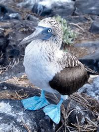 [http://img.photobucket.com/albums/v282/Recusant/bluefootedbooby4sm.jpg]