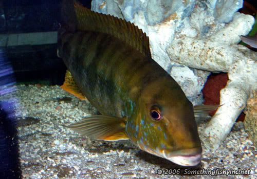 Nyeri Cichlid