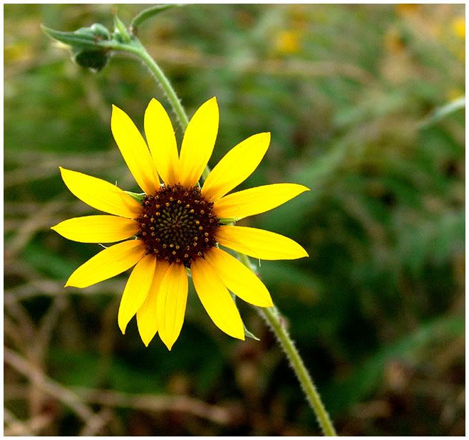 sunflower04.jpg