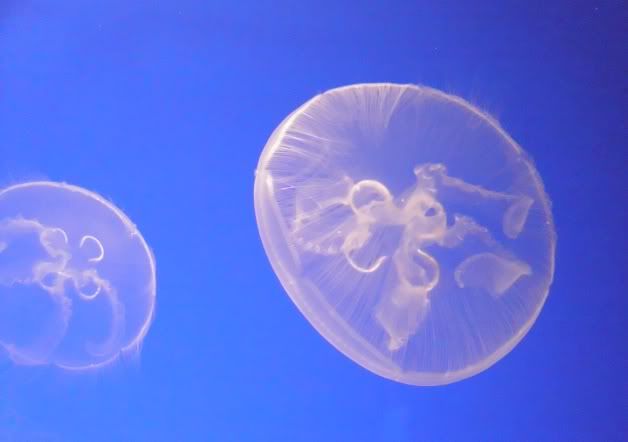 white jellysfish