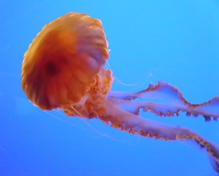 orange jellysfish