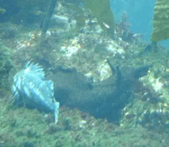 seas slug