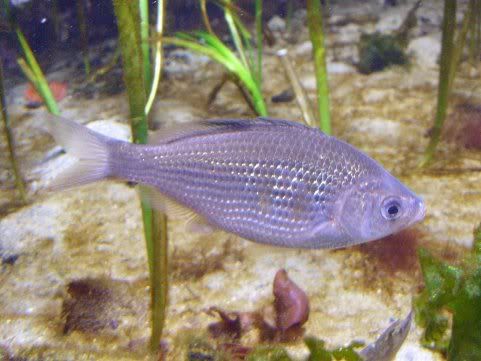 silversfish