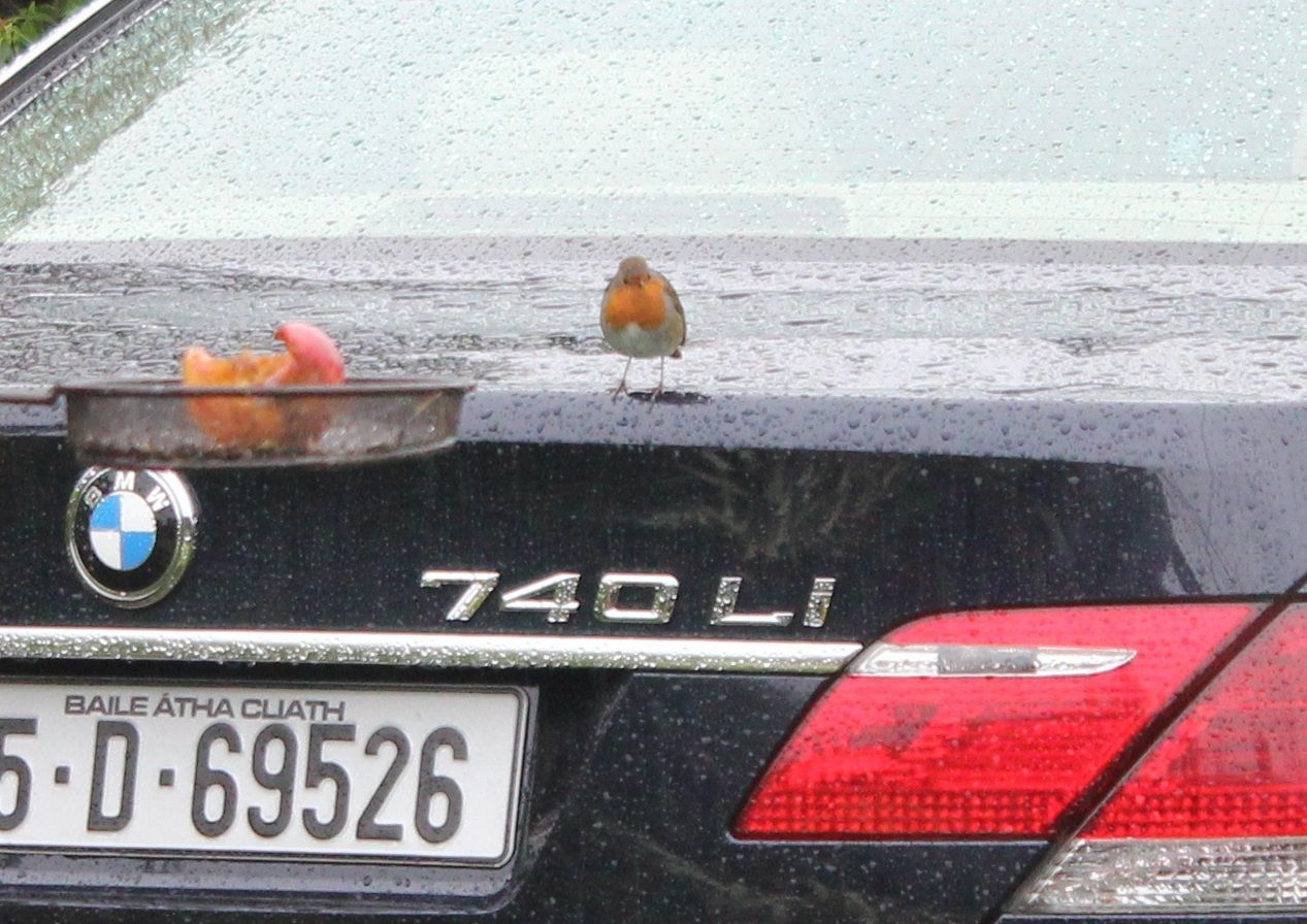robin_zps8bjhiak3.jpg~original