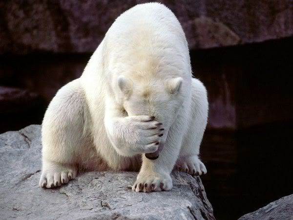 polar-bear-failure.jpg