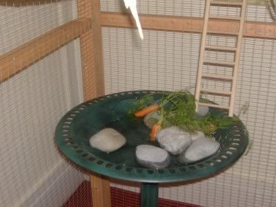 aviarypics002.jpg