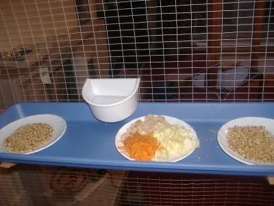 aviarypics003.jpg