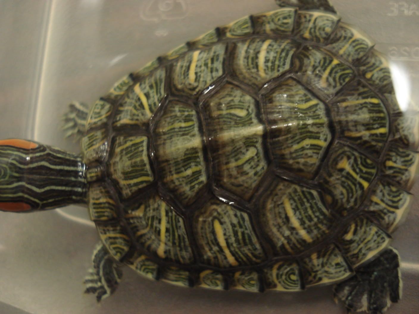 Why is My Turtle'S Shell Turning White 