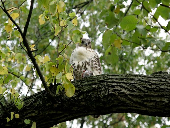 IMAGE: http://img.photobucket.com/albums/v283/psyber_0ptix/_MG_0351.jpg