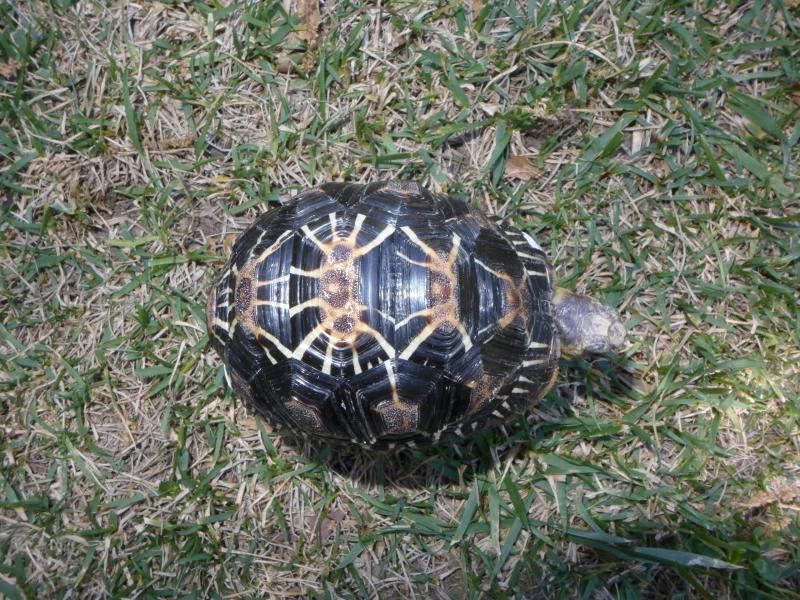 For Sale - Radiated Tortoises, Marginateds, And Various Turtles 