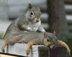 squirrel-massage.gif