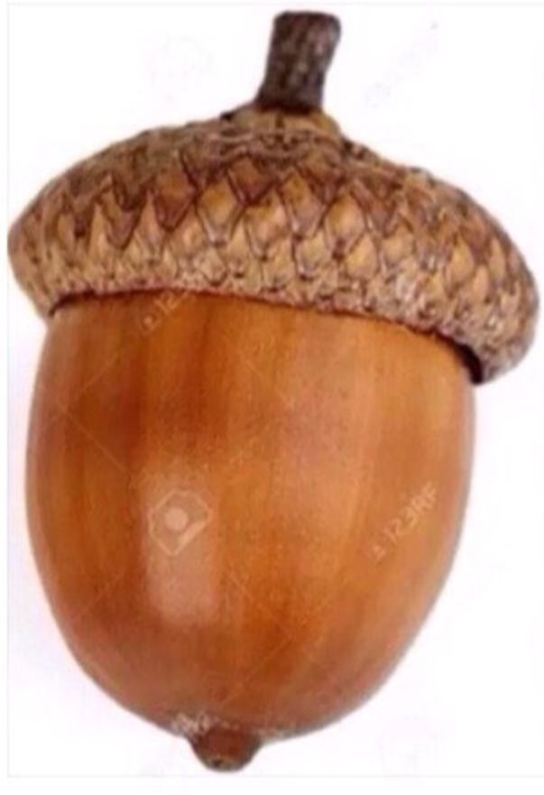 acorn.png.jpeg