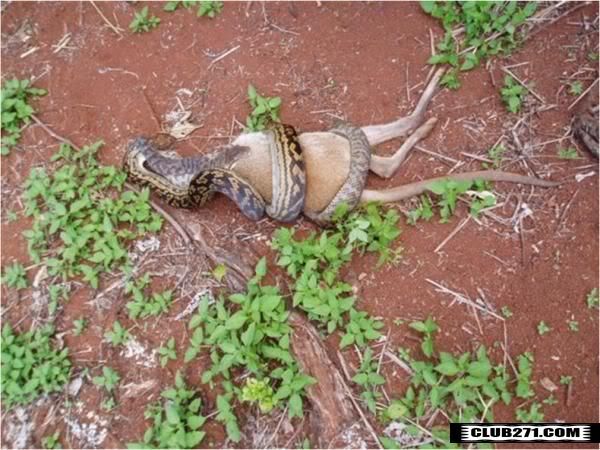 Snake Eating Kangaroo