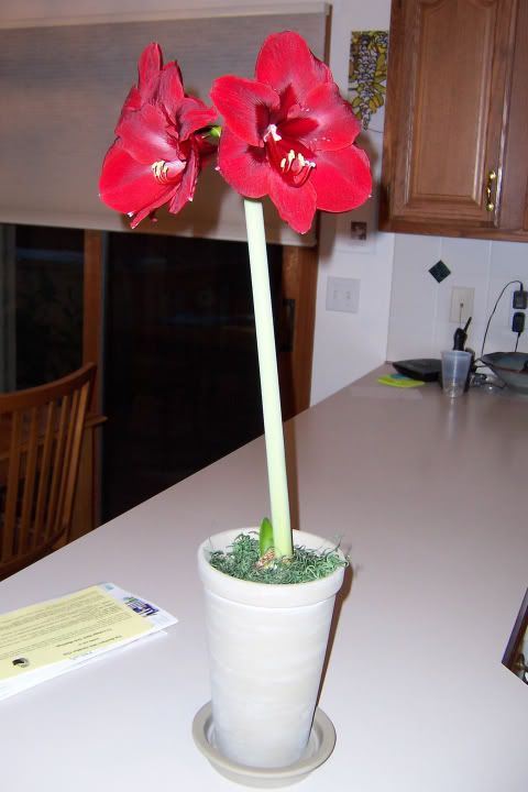 amaryllis