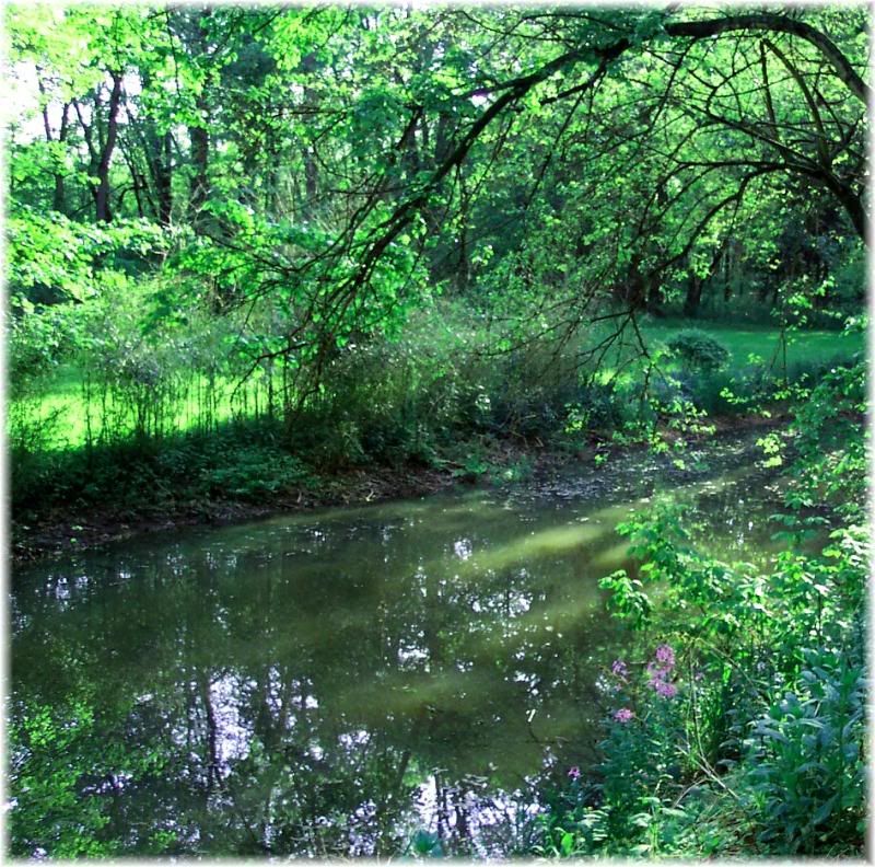 frankstown branch juniata river wild flowers