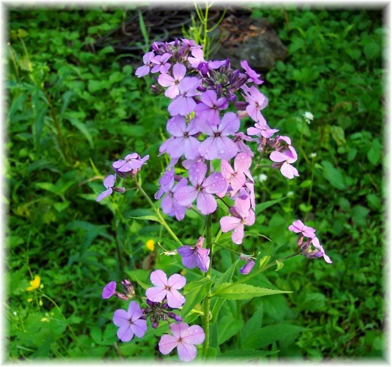 native pennsylvania purple phlox