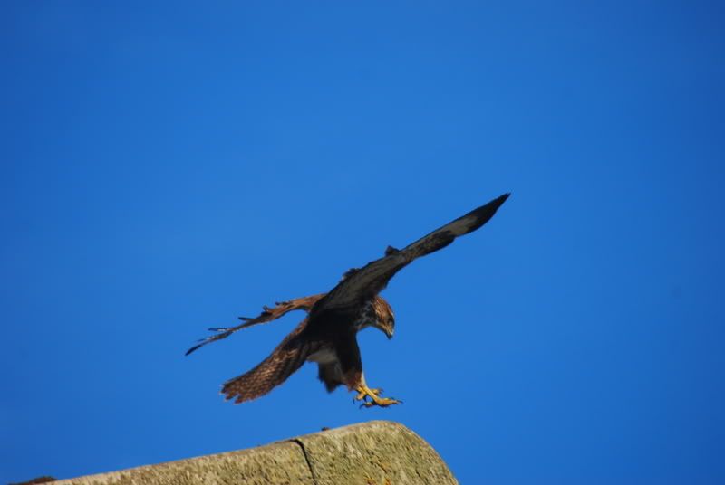 DSC_0084-2.jpg