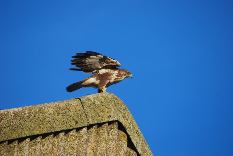 DSC_0086.jpg