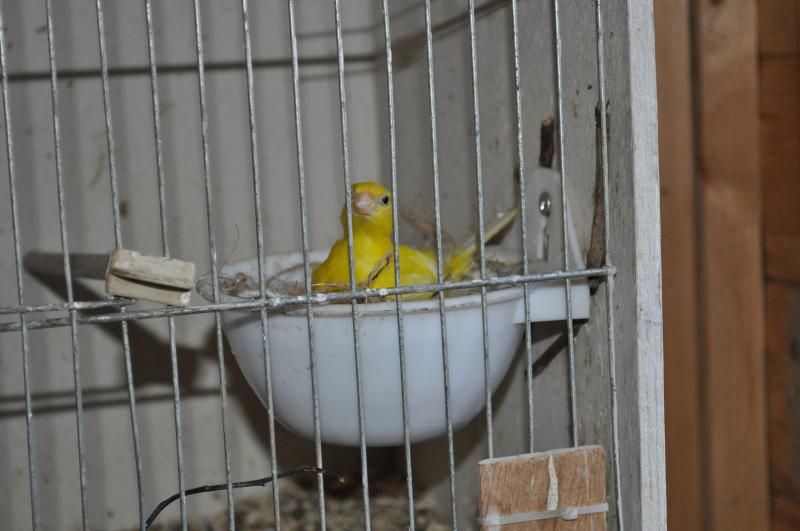 joshfunbusbirds222_zps9b646aab.jpg