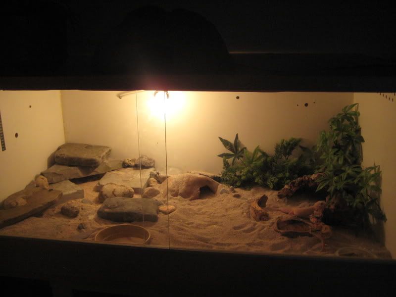 What plants are safe for leopard geckos & help needed Reptile Forums