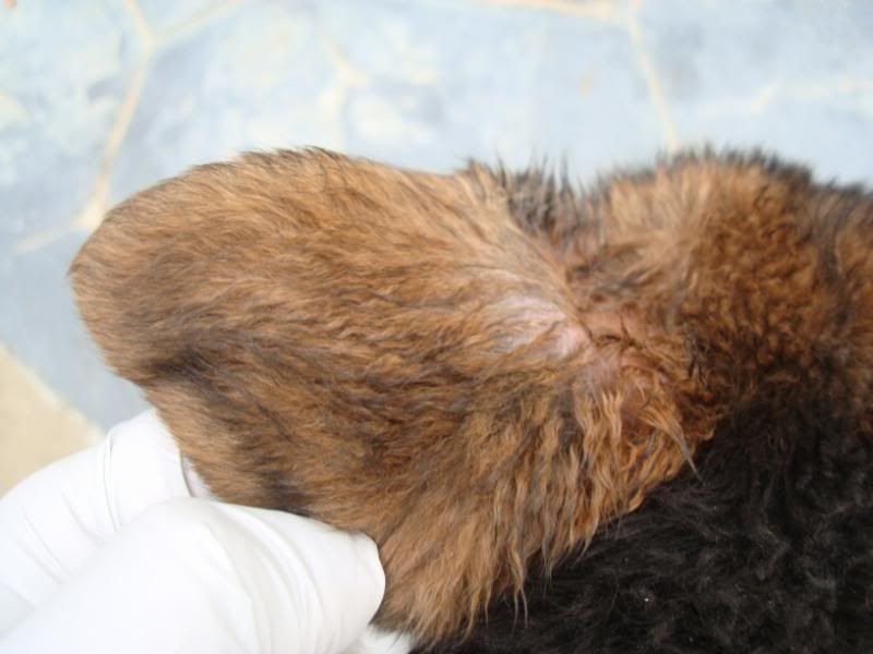 white crusty stuff on dogs ears