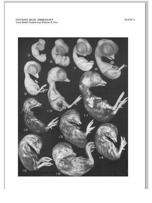 Day 7 Embryo
