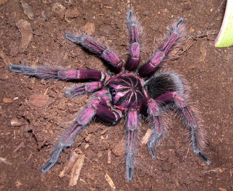 Pamphobeteus Platyomma