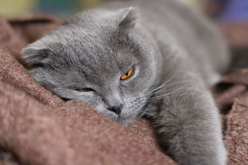 Кот Масик - Доброе Утро!