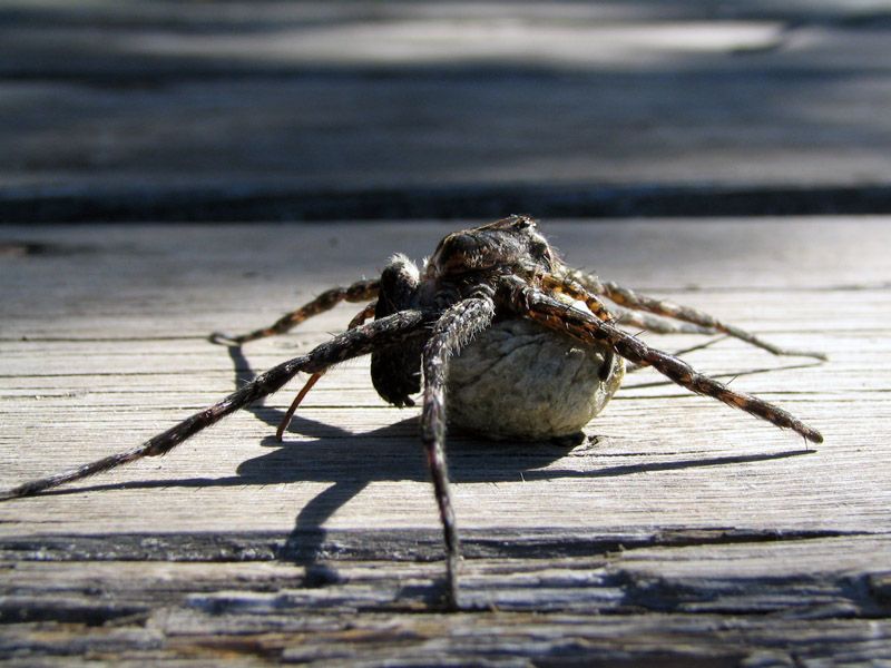 spiderr.jpg