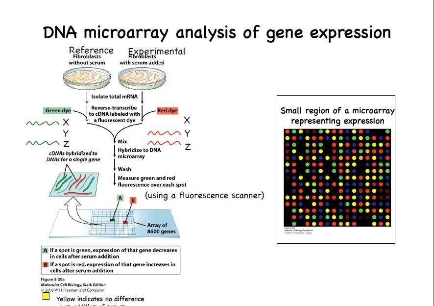Can someone describe the steps to DNA Microarray to me? Yahoo Answers