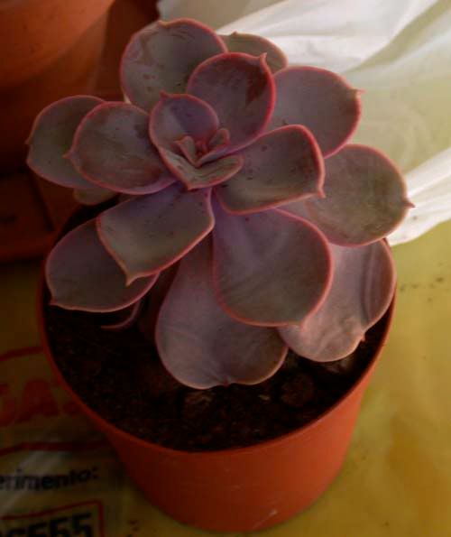 echeveria1.jpg