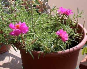 portulacca.jpg