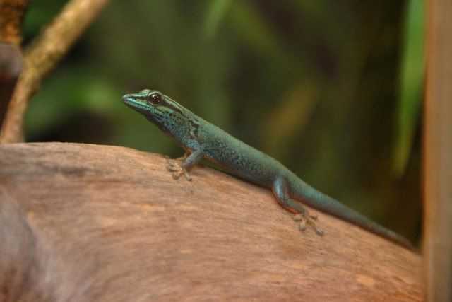 Blue Dwarf Gecko