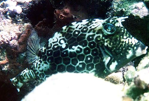 http://img.photobucket.com/albums/v288/Dazbo5/Cowfish.jpg