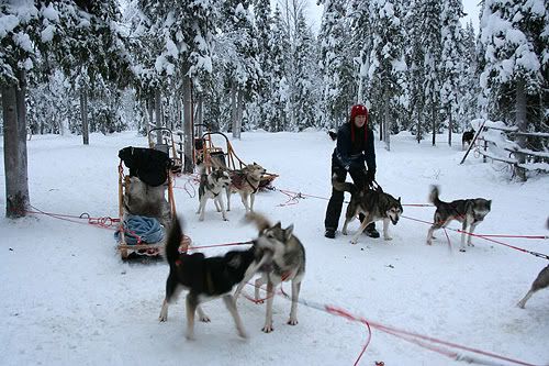 http://img.photobucket.com/albums/v288/Dazbo5/Huskies.jpg