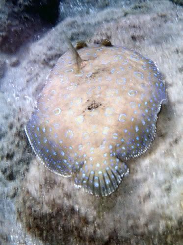 http://img.photobucket.com/albums/v288/Dazbo5/Peacock-Flounder.jpg