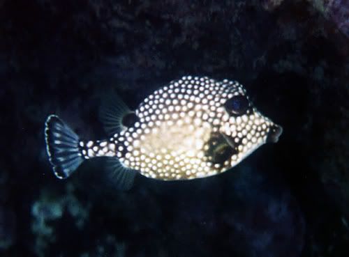 http://img.photobucket.com/albums/v288/Dazbo5/Trunkfish2.jpg